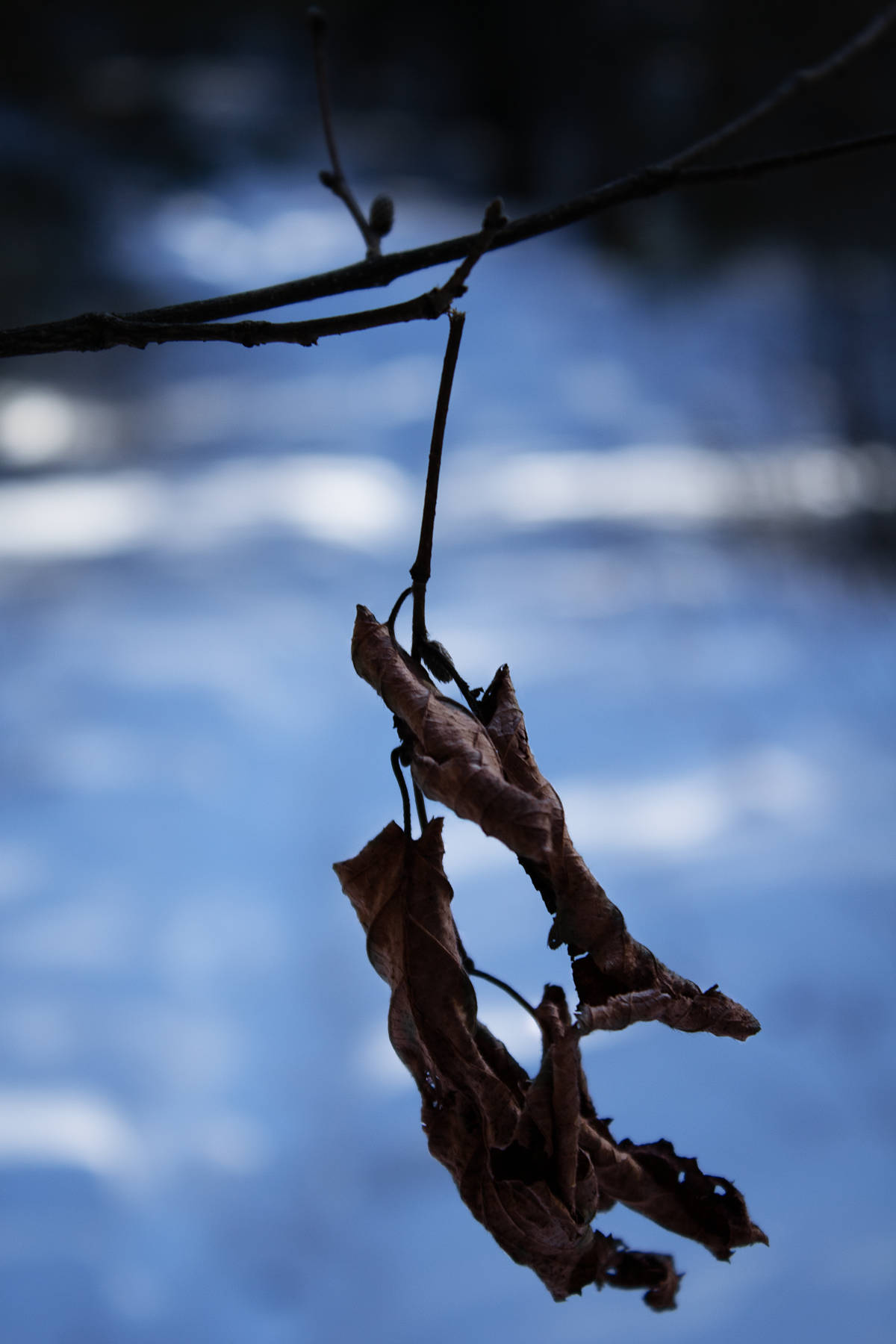 An image of a silhouette composition